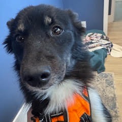 Luna — thumbnail 4