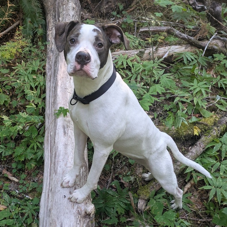 EMERALD - Mixed Breed (Large) for adoption in Vancouver