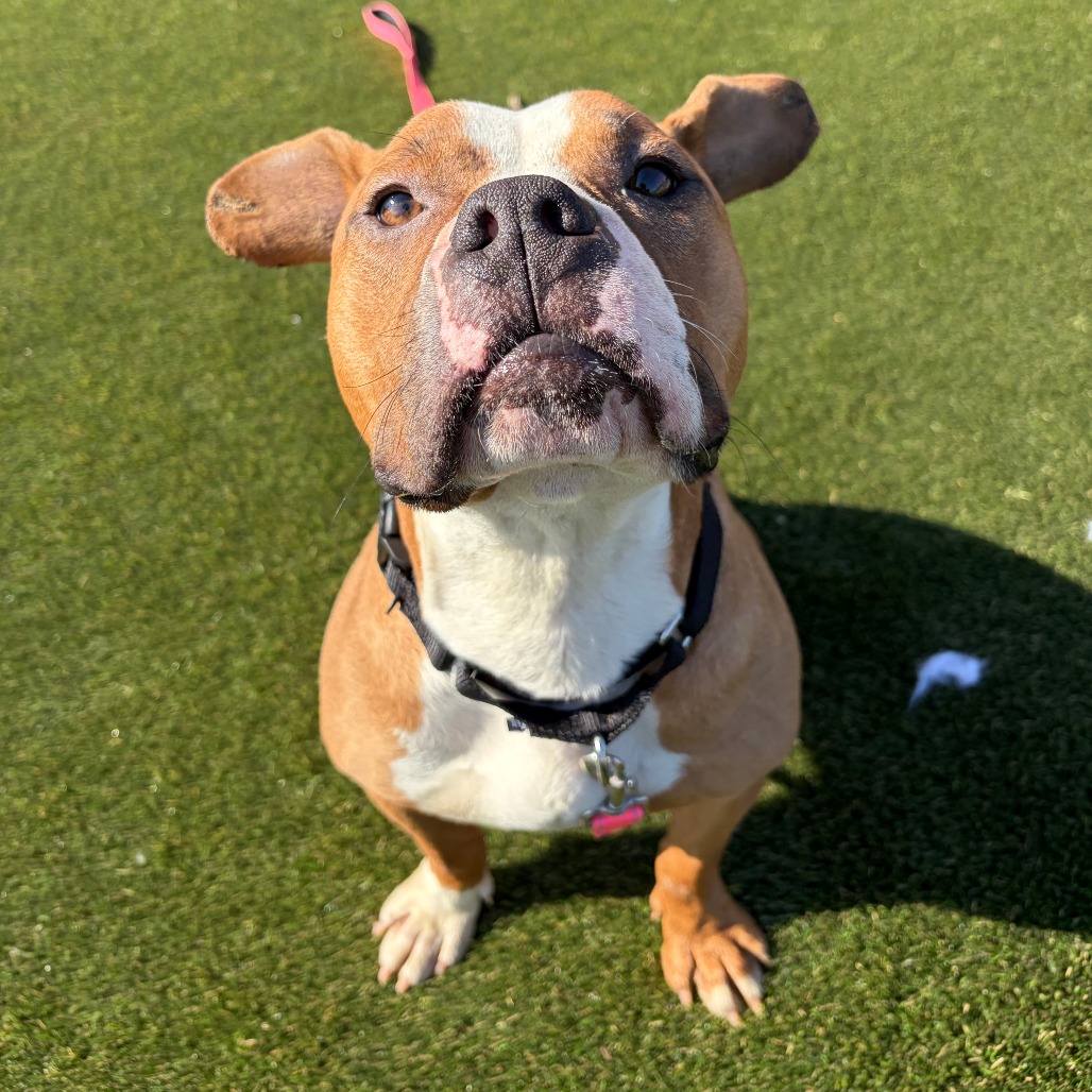 Scooby Doo — thumbnail 5