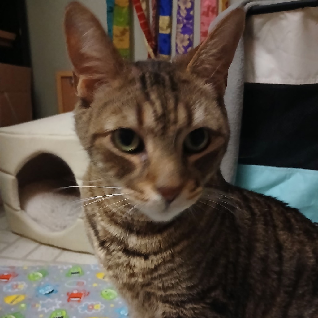 Tigger: Male 168 Domestic Shorthair