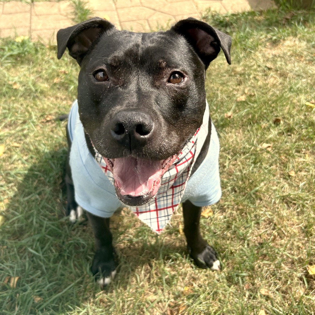 Bowser, photo 51