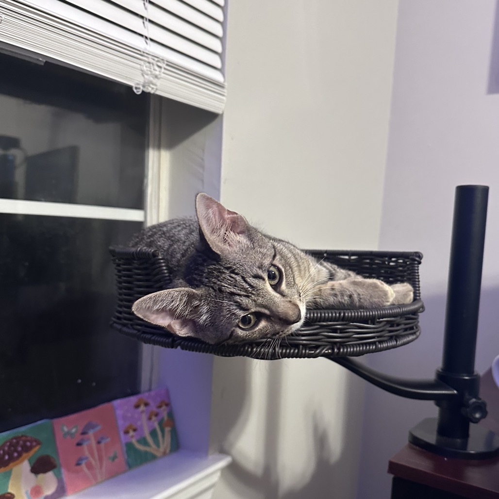 *Hank, photo 6