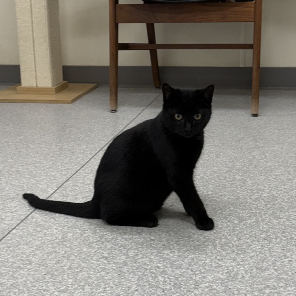 Coal — thumbnail 4