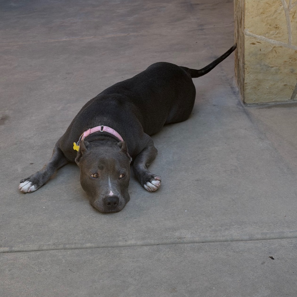Cobalt aka Kobe, photo 5