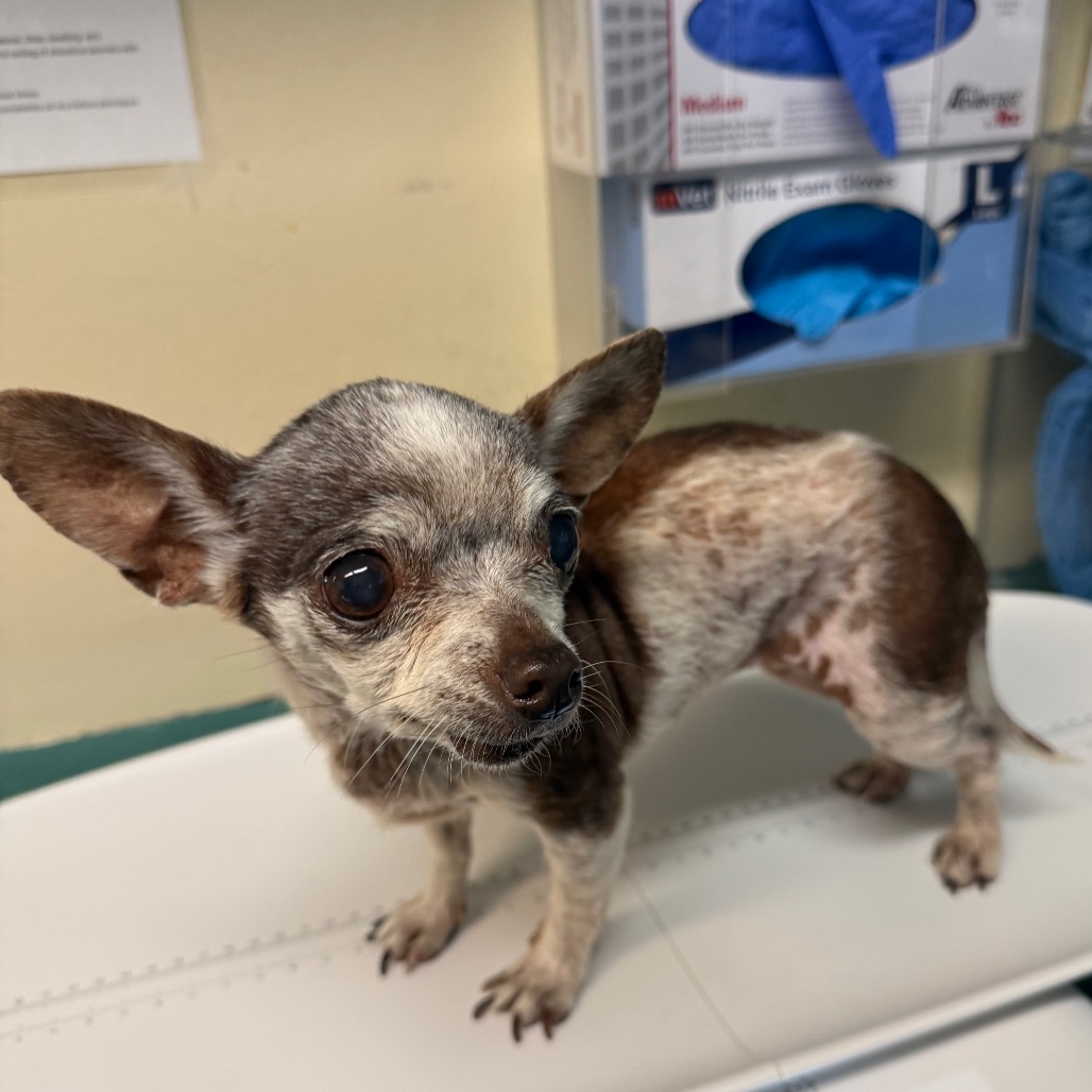 Chihuahua