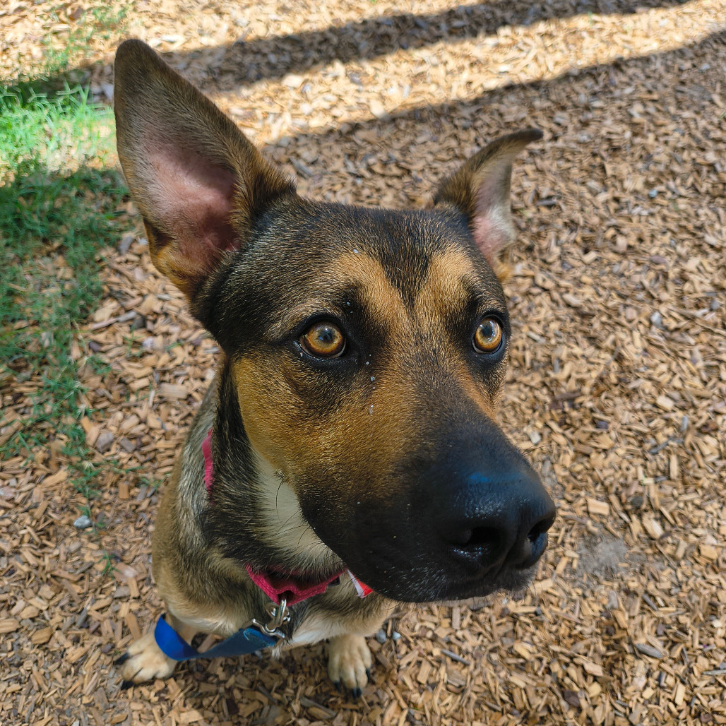 Mixed Breed