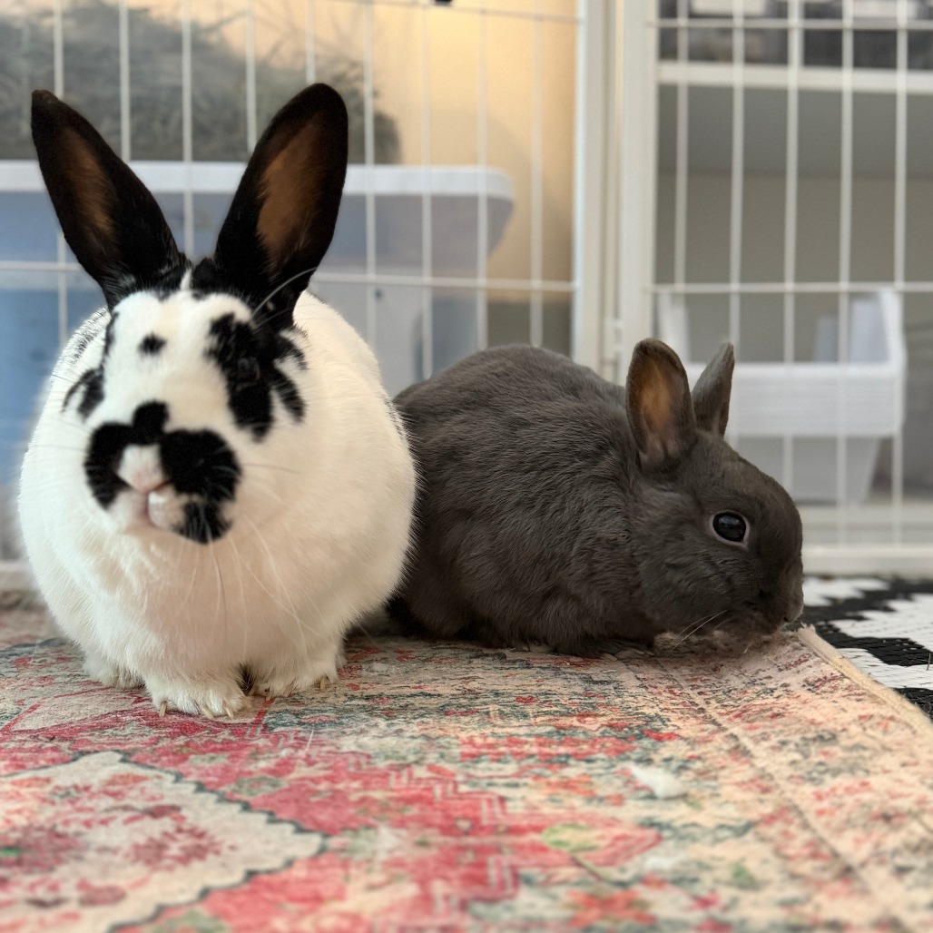 Buns (bonded with Nelly), photo 5