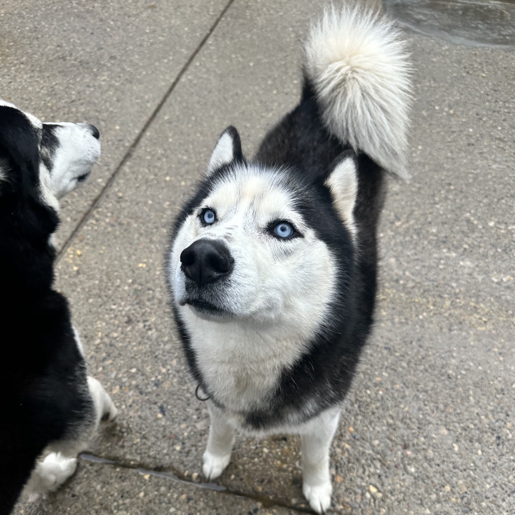 Russia's Ilya Rozanov — thumbnail 4