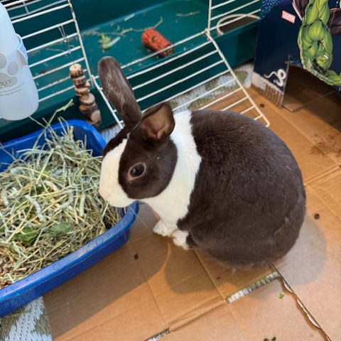 OLIVE - Dutch available for adoption