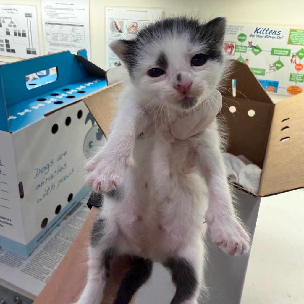 BILLIE - Domestic Shorthair available for adoption