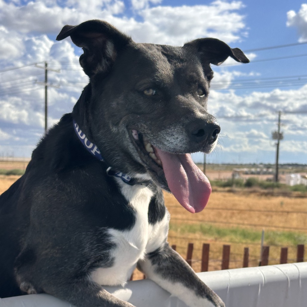 FWT BIRDIE (BRAZIL, BETTY) - Retriever / Black Labrador for adoption in Midland