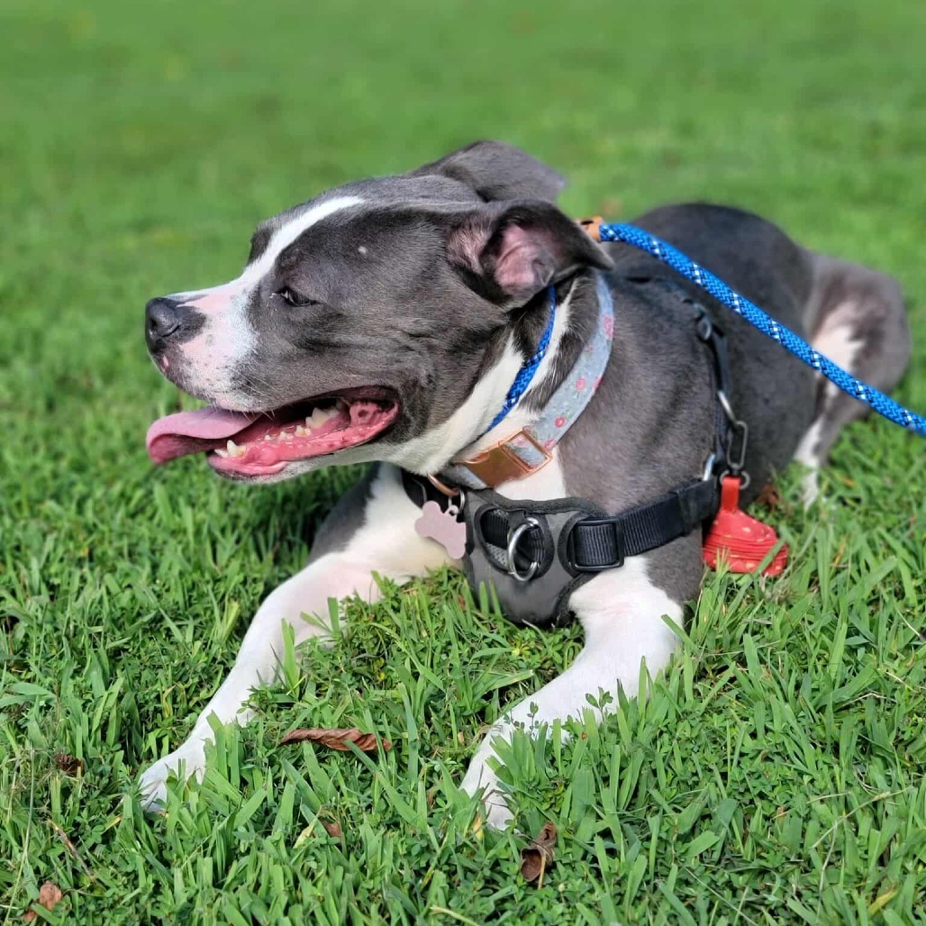 Ruby aka Woobie (Formerly Rosie), photo 20