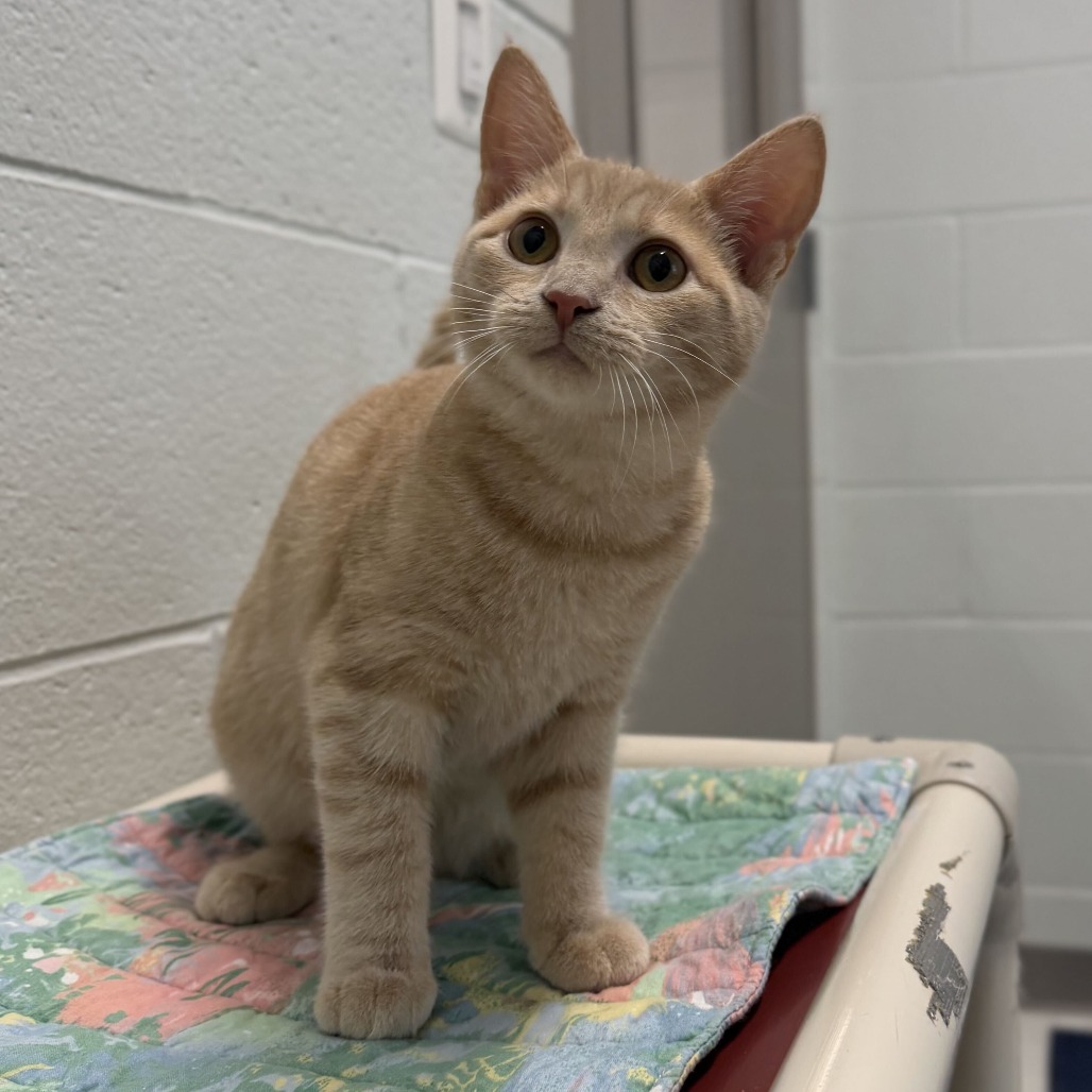 BLAZE - Domestic Shorthair available for adoption