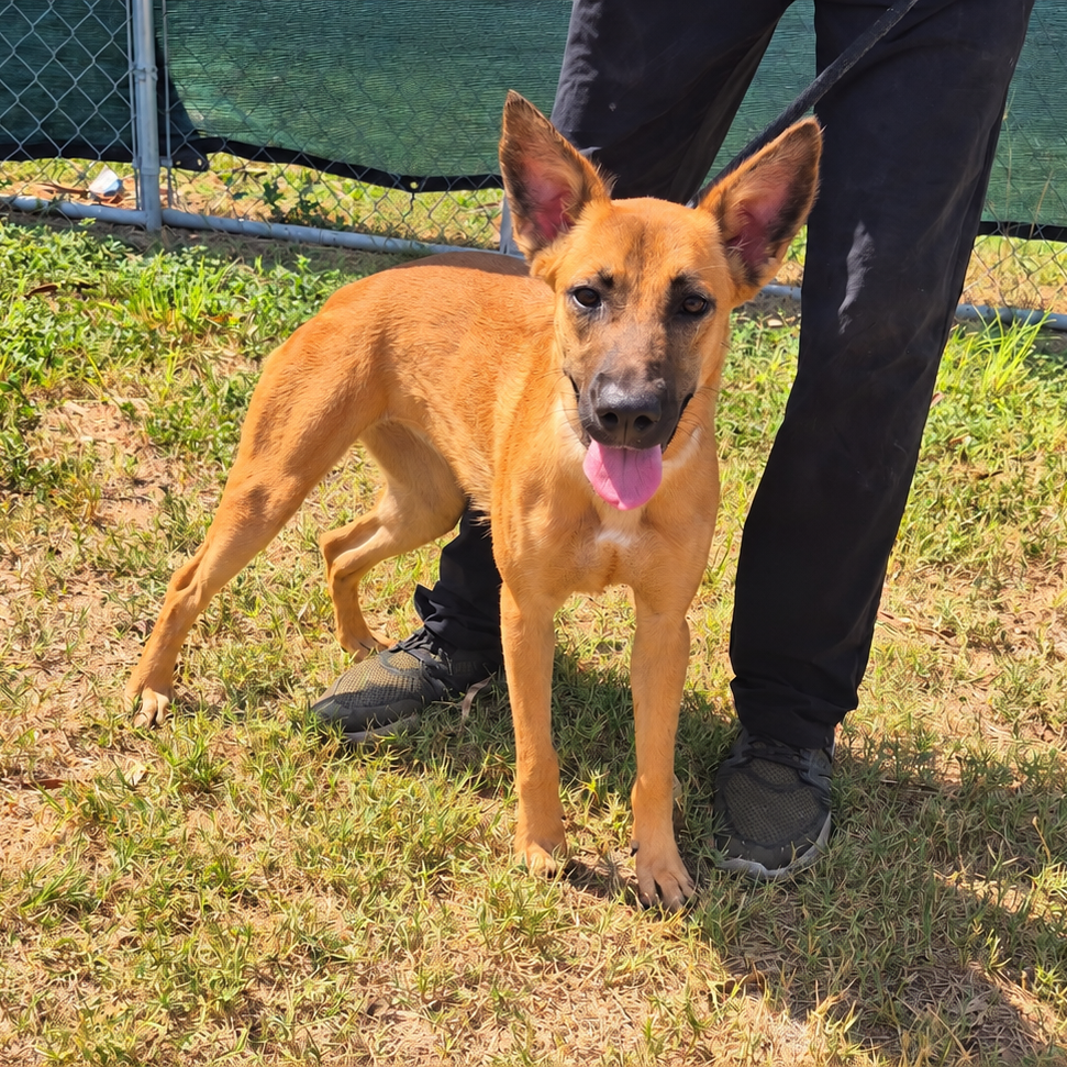 CABANA - Shepherd available for adoption