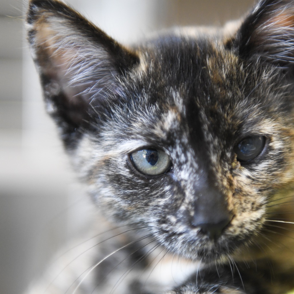Bailey - Domestic Shorthair