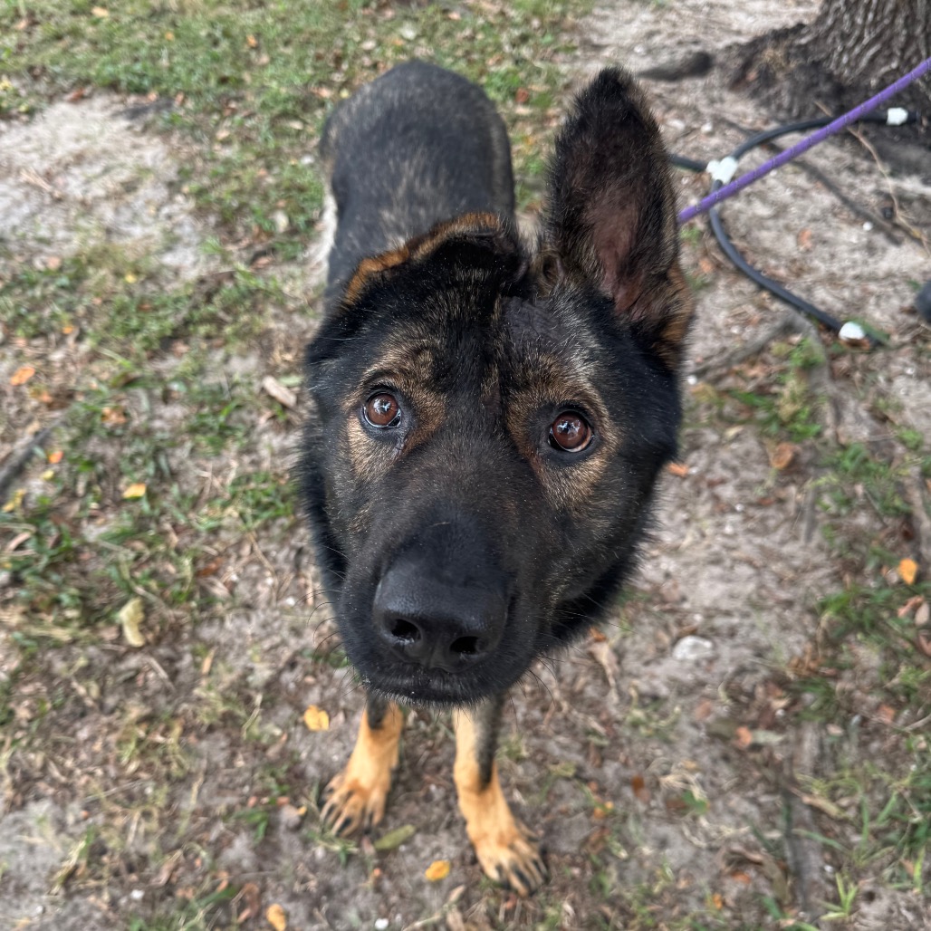 KING - Mixed Breed (Large) available for adoption