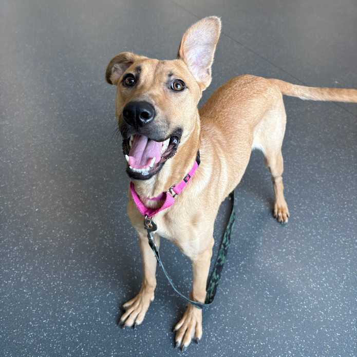 Photo of Artemisia 4