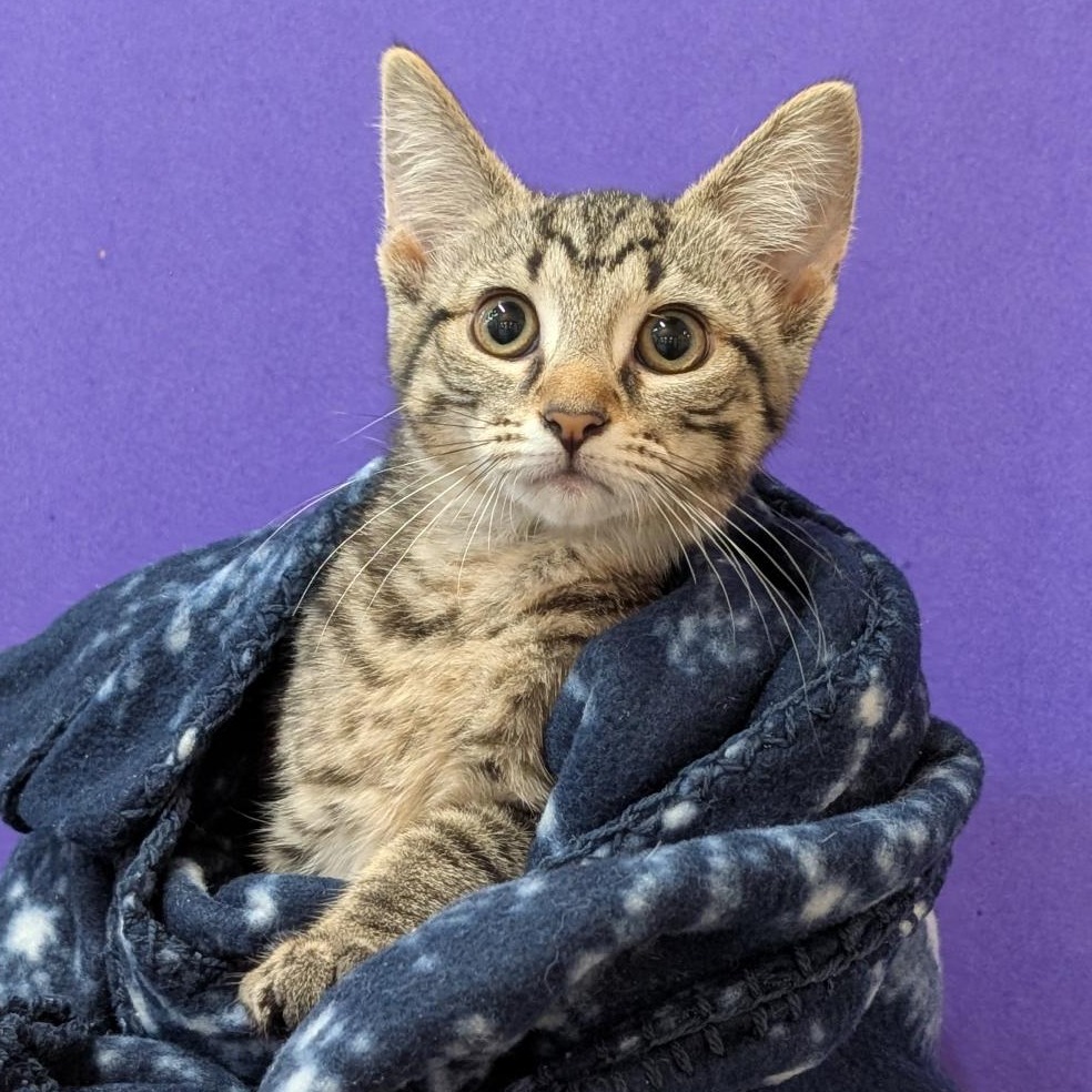 BELLE - Domestic Shorthair / American Bobtail available for adoption