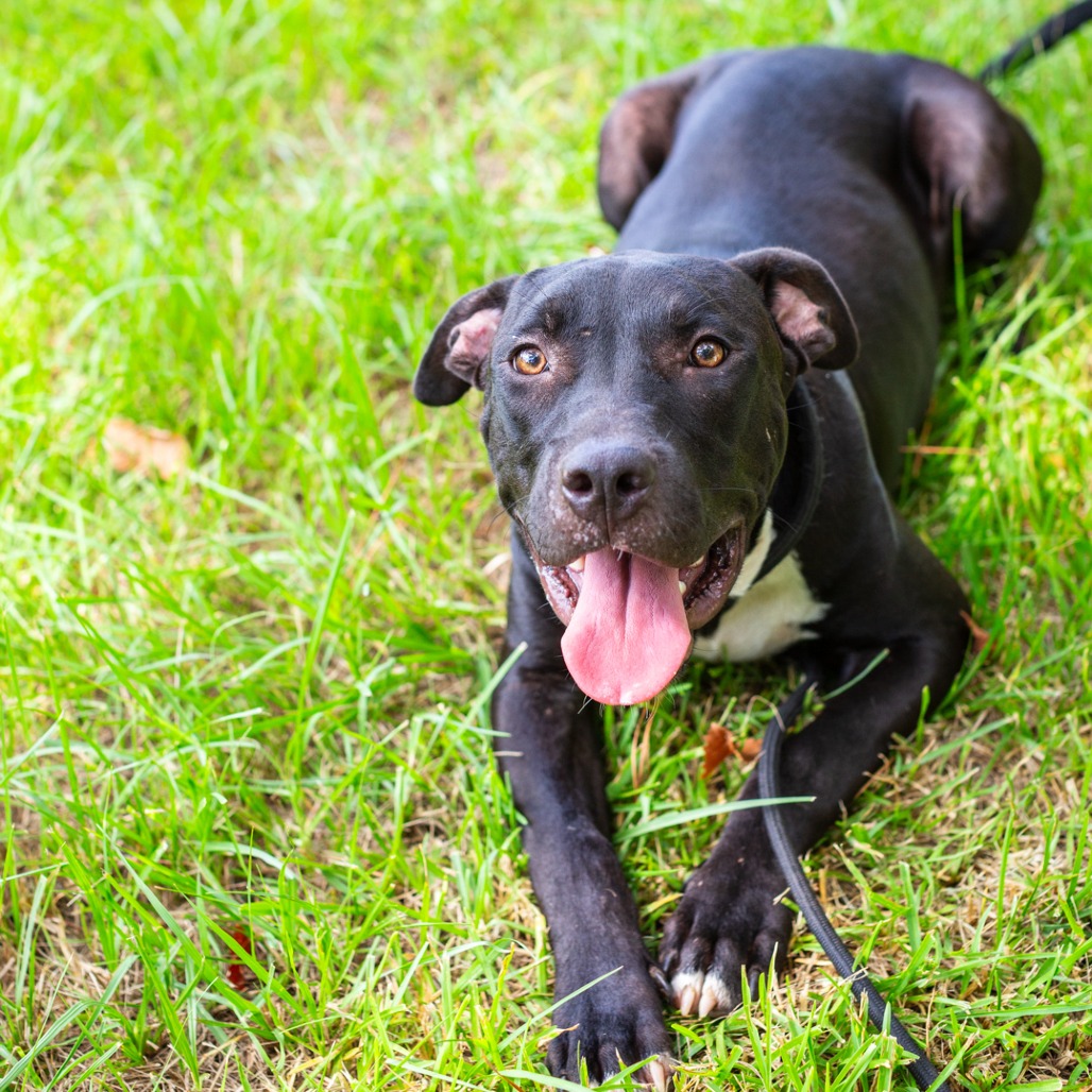 BARLEY - Terrier, American Staffordshire / Mix available for adoption