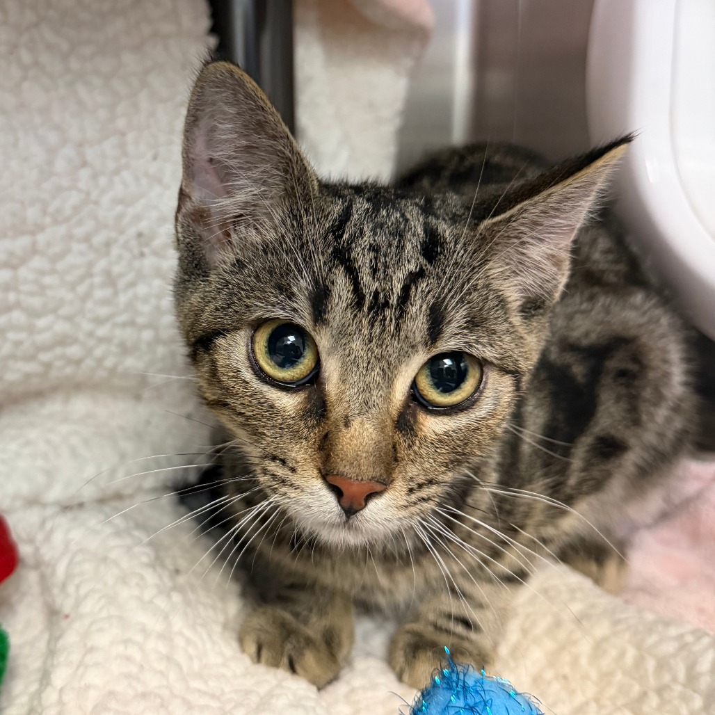 PIPPIN - Domestic Shorthair available for adoption