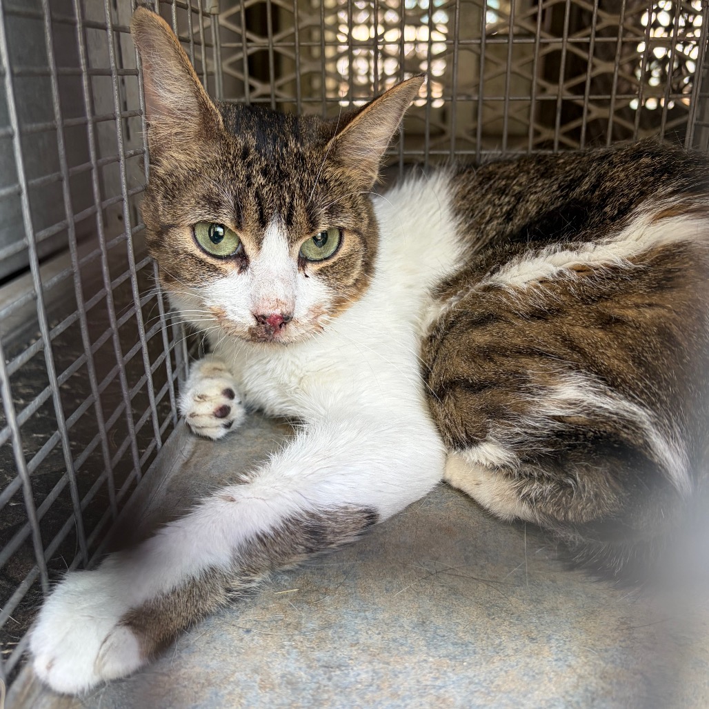 LEVI - Domestic Shorthair available for adoption