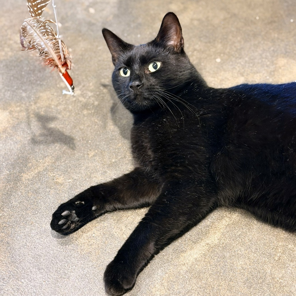 Blossom — thumbnail 10