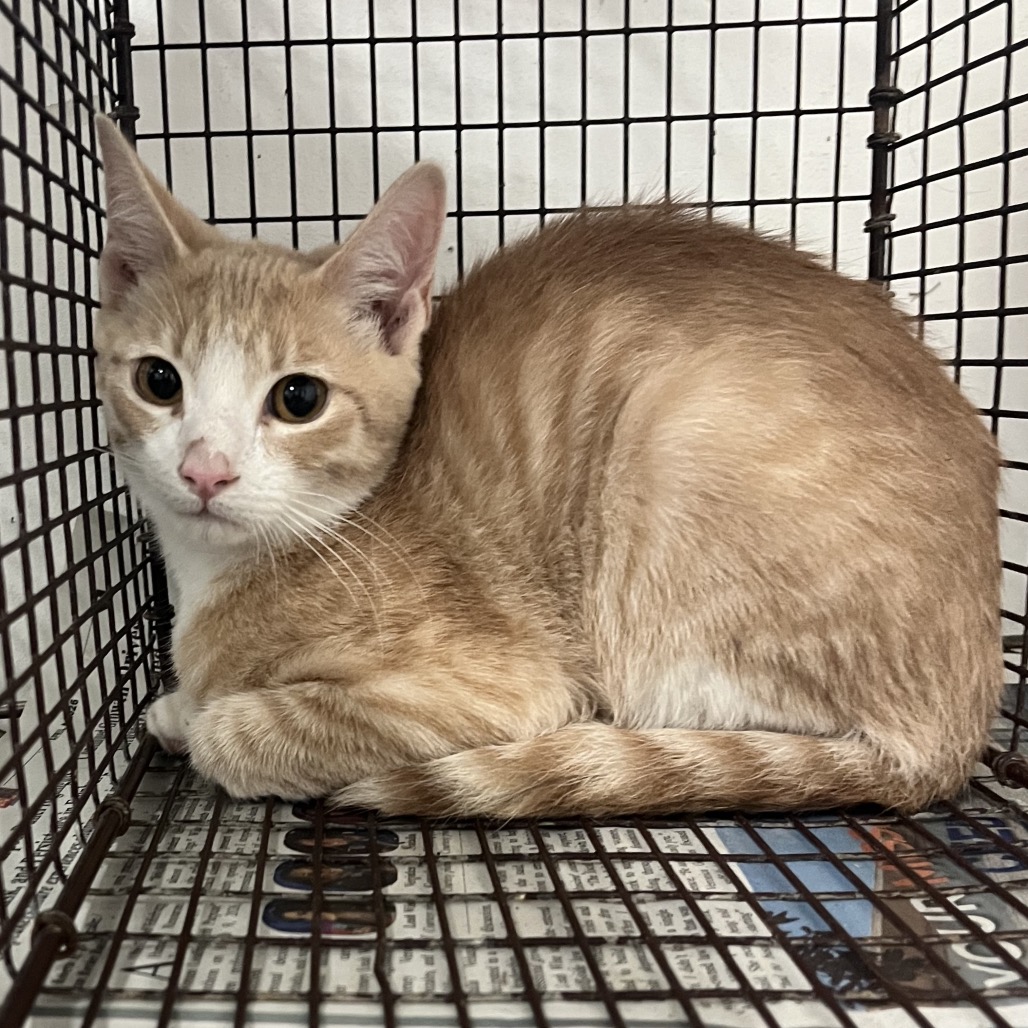 FINN (THE HUMAN) - Domestic Shorthair available for adoption