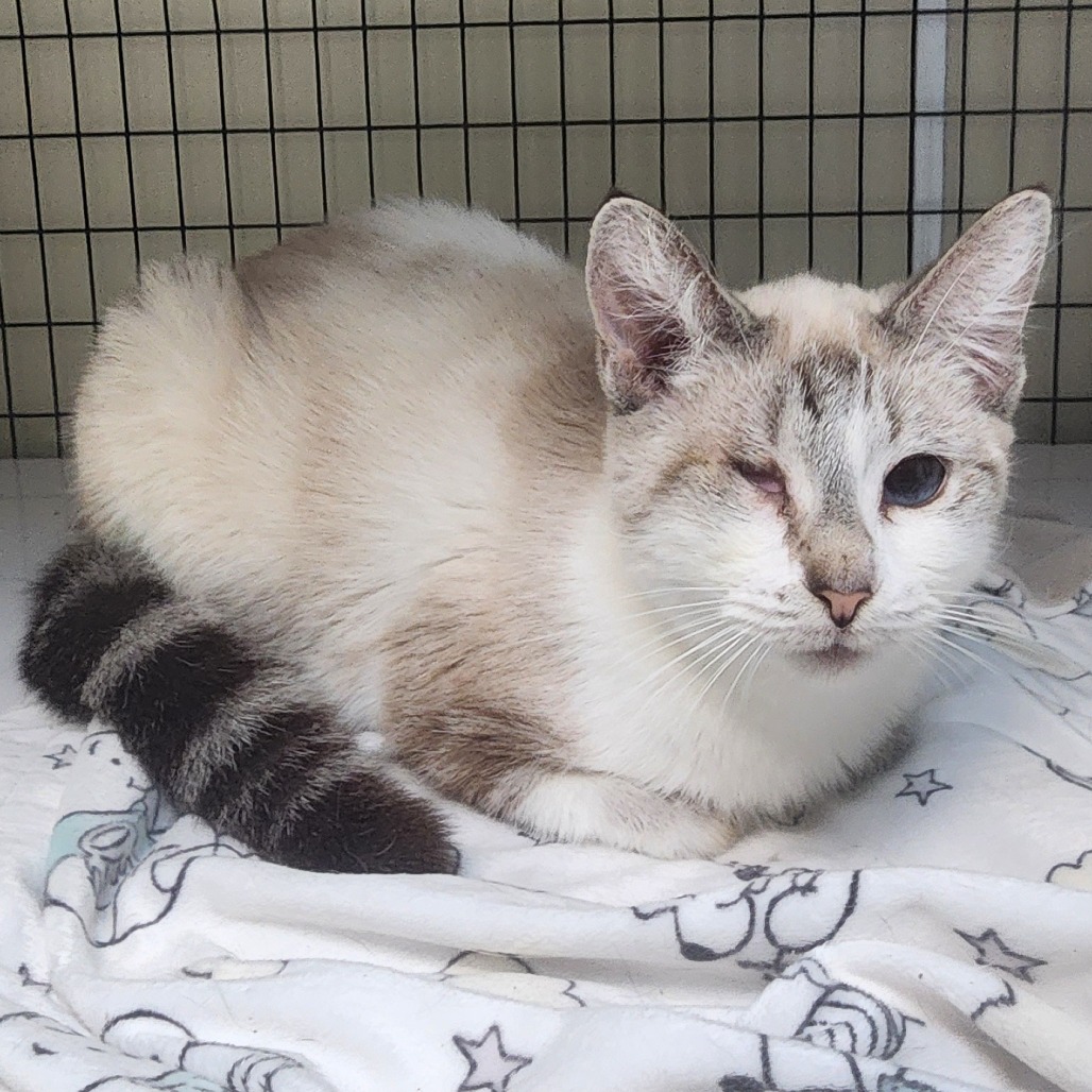 A#49a Poppy's preview photo