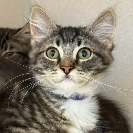 Tawny (purple collar) - Domestic Medium Hair