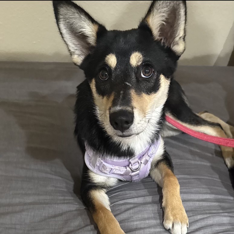 Maggie aka Kallie, photo 2