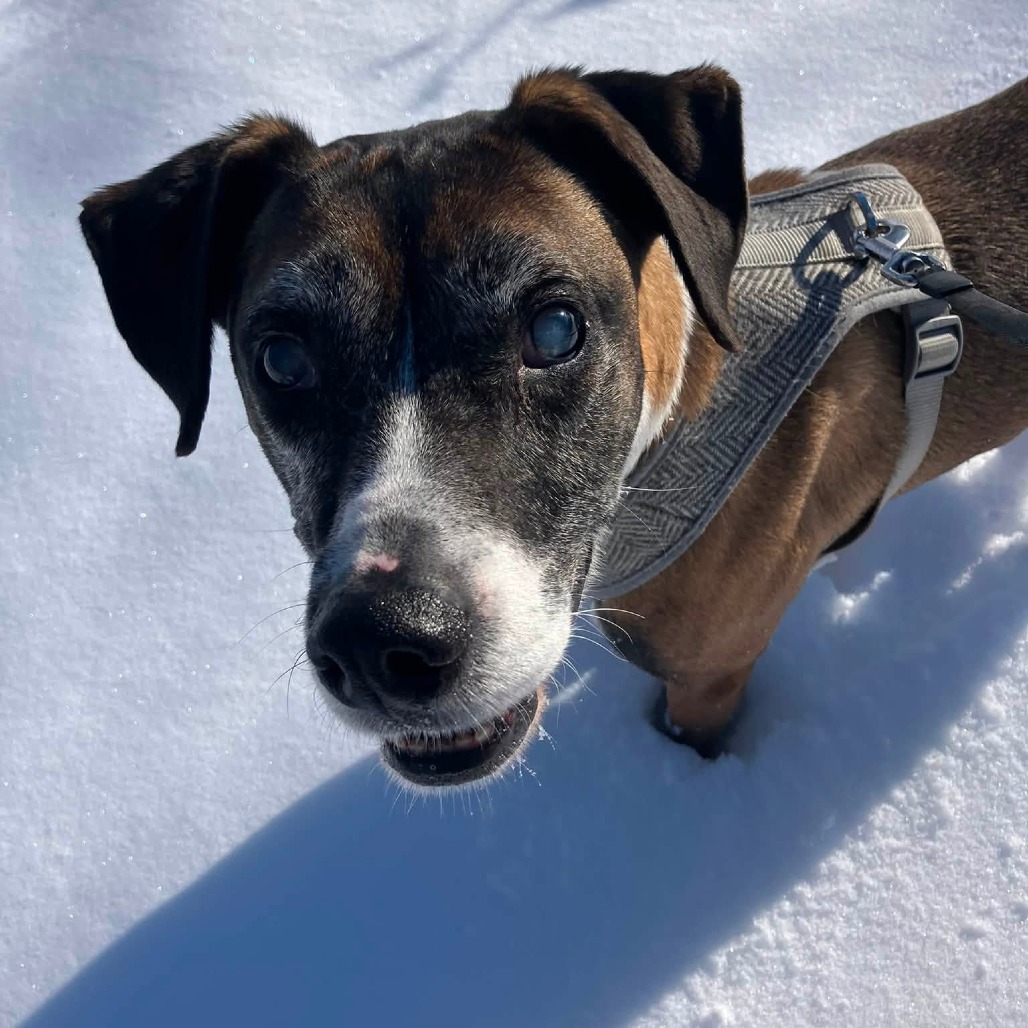 PANCHO - Mixed Breed (Medium) for adoption in Madison