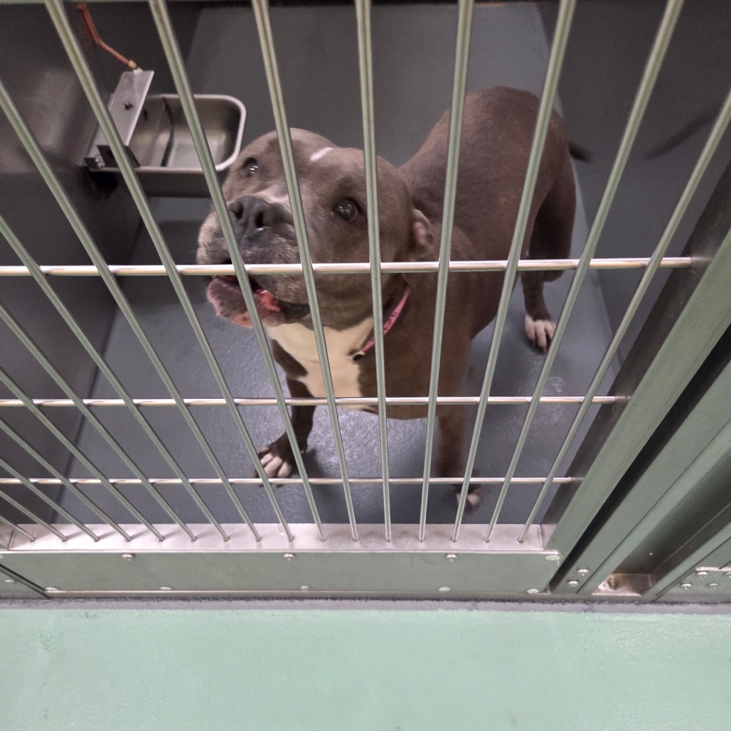 Kirby — thumbnail 3