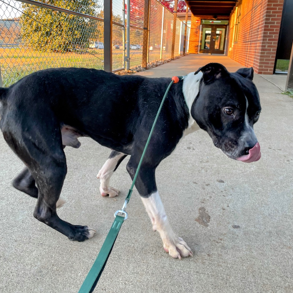 Sebastian — thumbnail 3