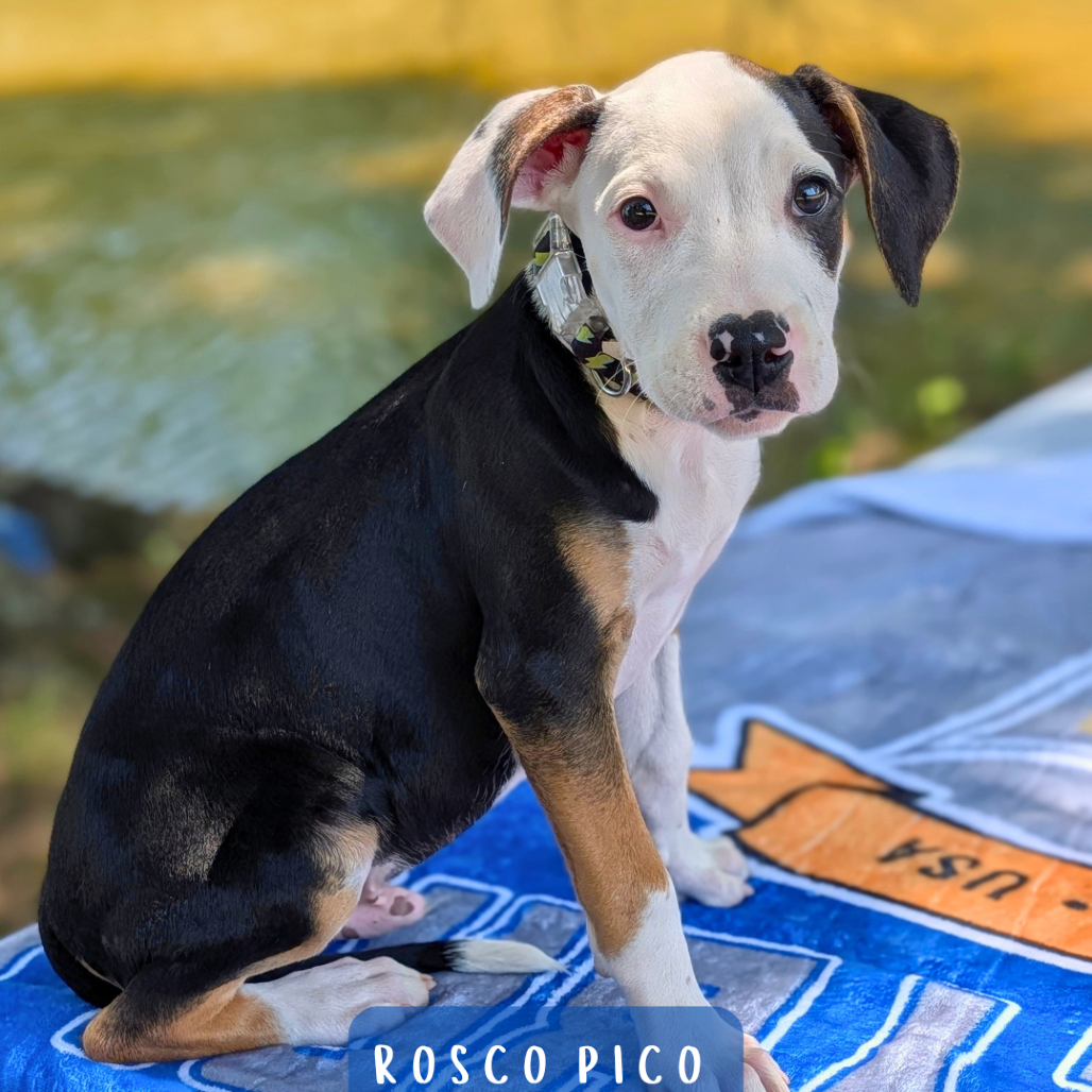 Rosco Pico 08-1912, photo 4