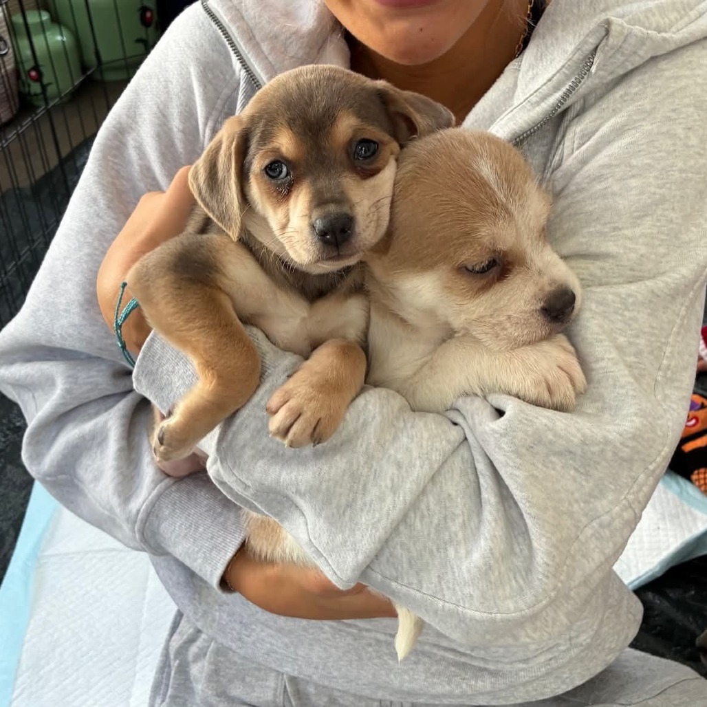 Drawl Walker (Southern Drawl Pups) is available for adoption at Operation ...