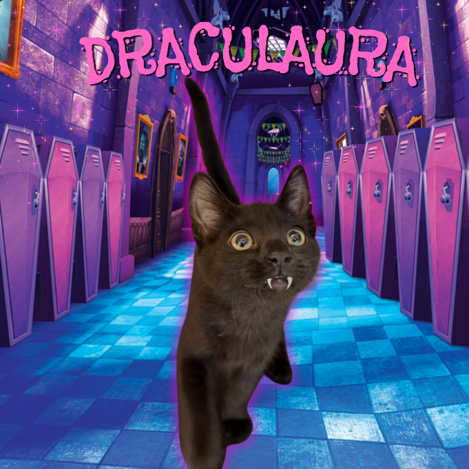 DRACULAURA - Domestic Shorthair available for adoption