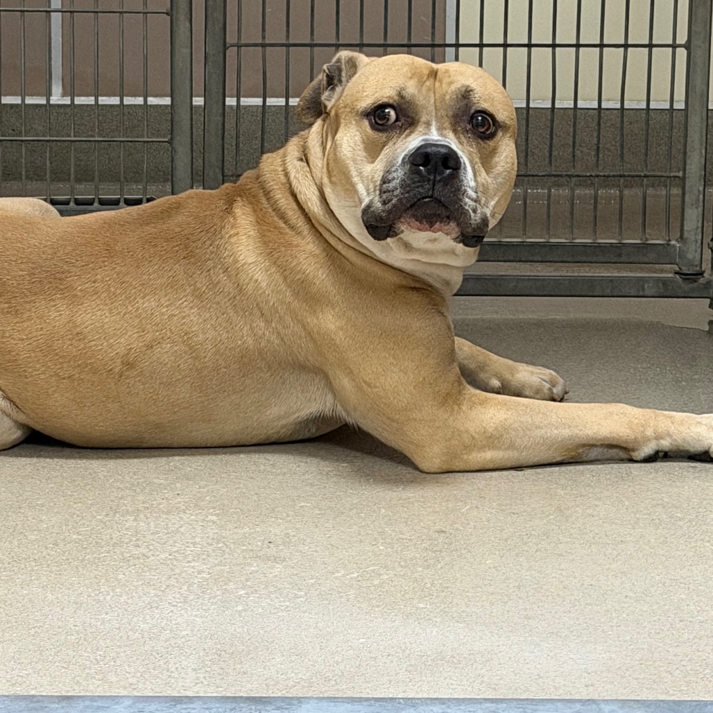 Kennel#8(Brut)'s preview photo