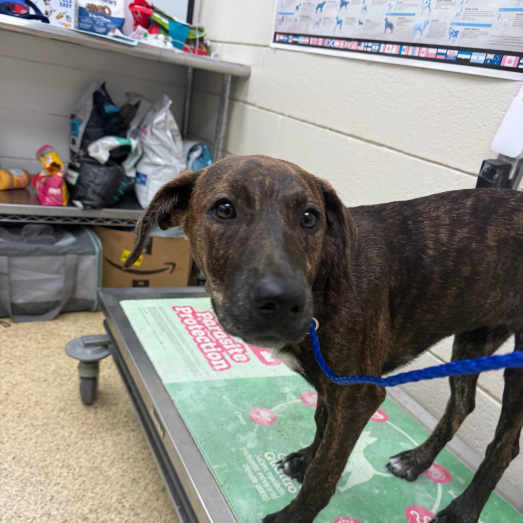 EMMY - Mixed Breed (Medium) available for adoption