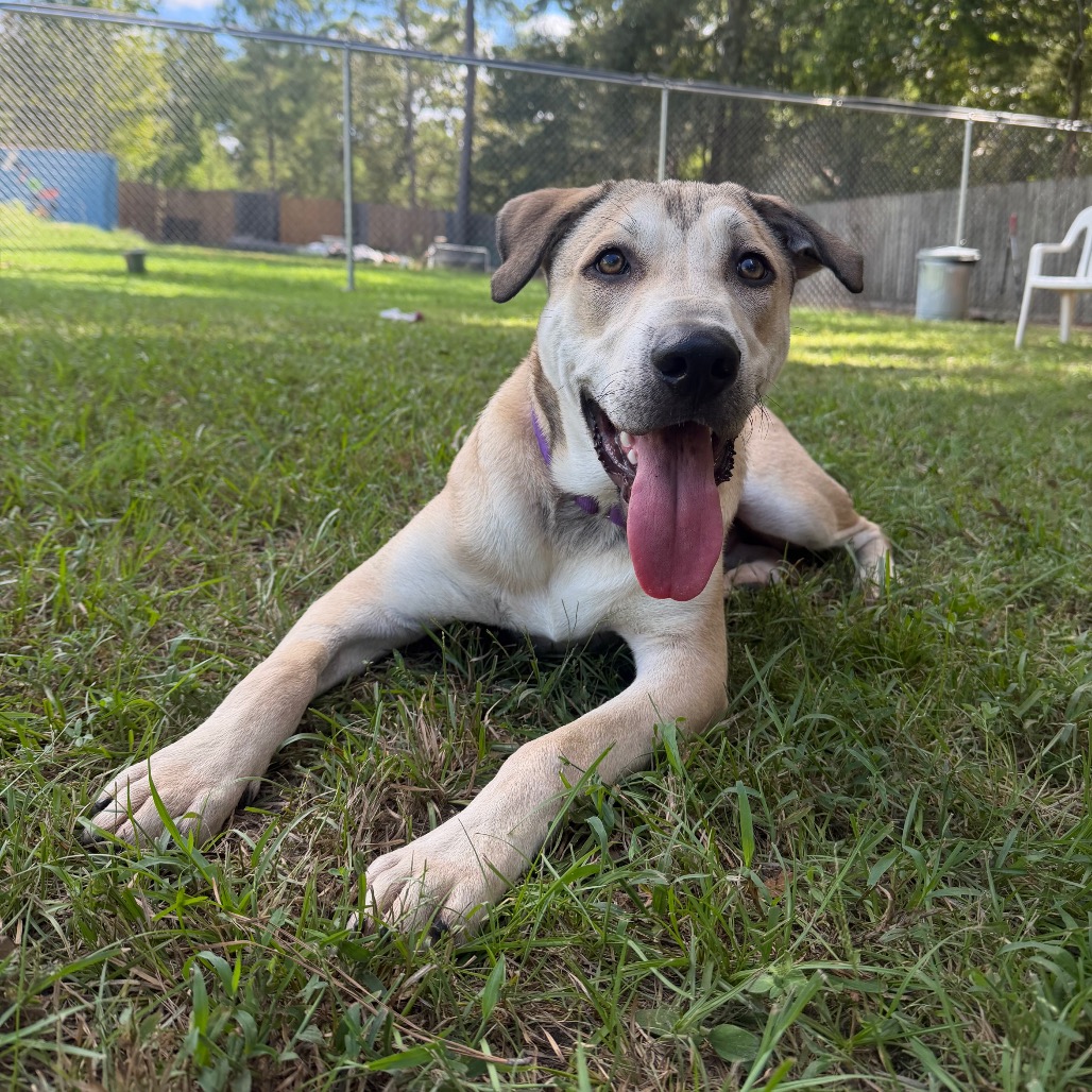 Goober, photo 14