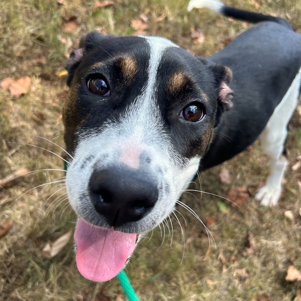Pit Bull