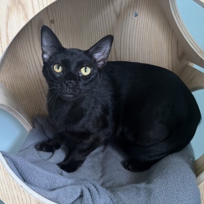 LACHLAN-AT PETSMART MADISON EAST - Domestic Shorthair available for adoption
