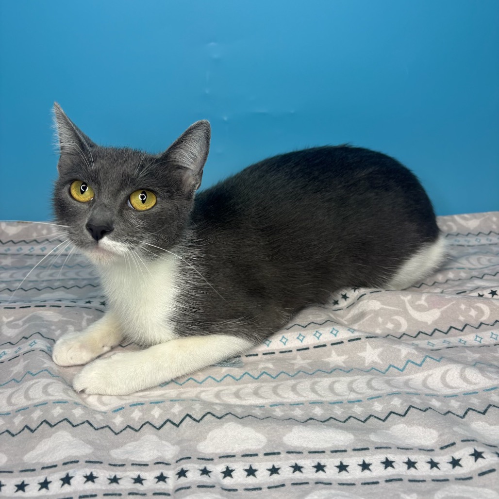 SALLY - Domestic Shorthair available for adoption