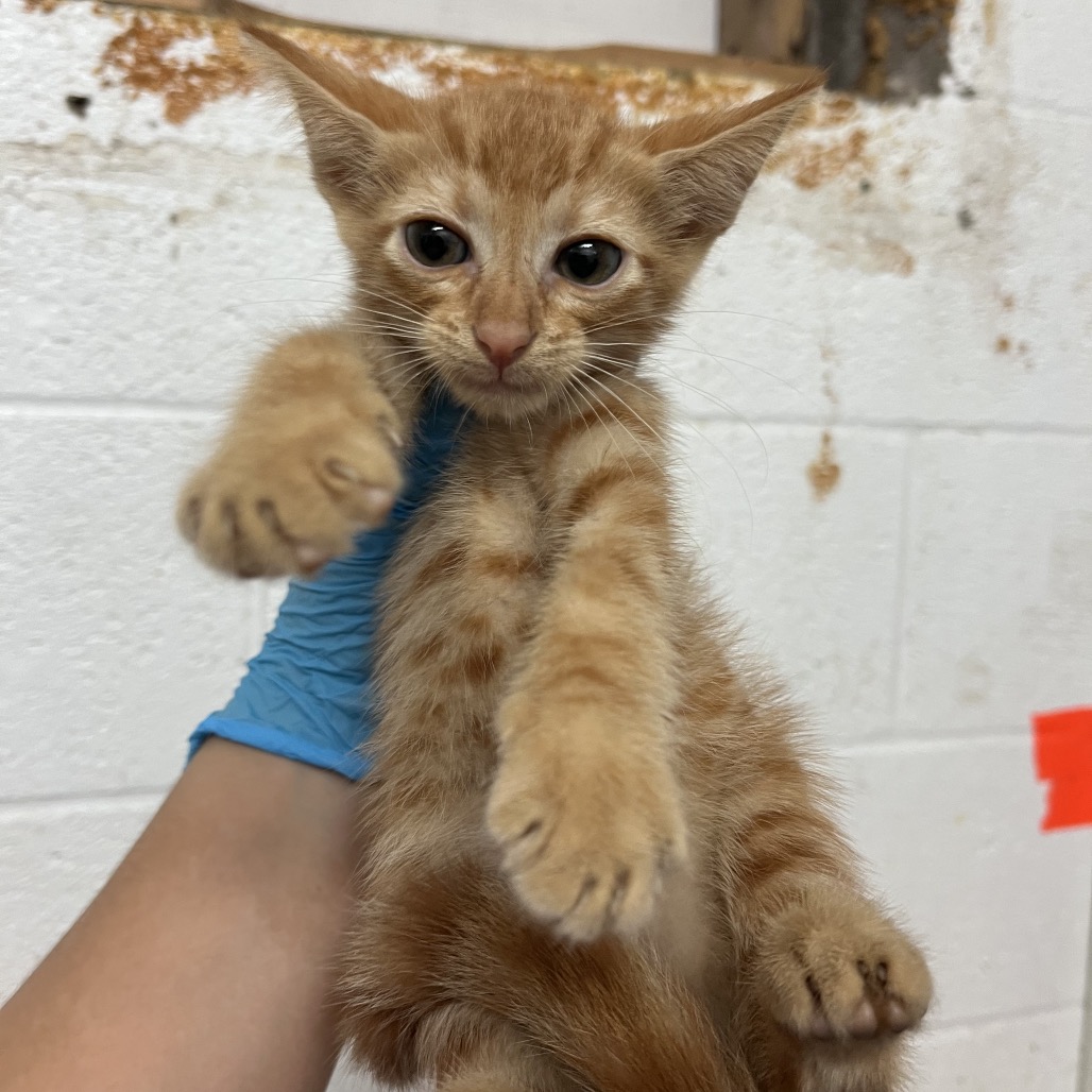 THE THING - Domestic Shorthair available for adoption