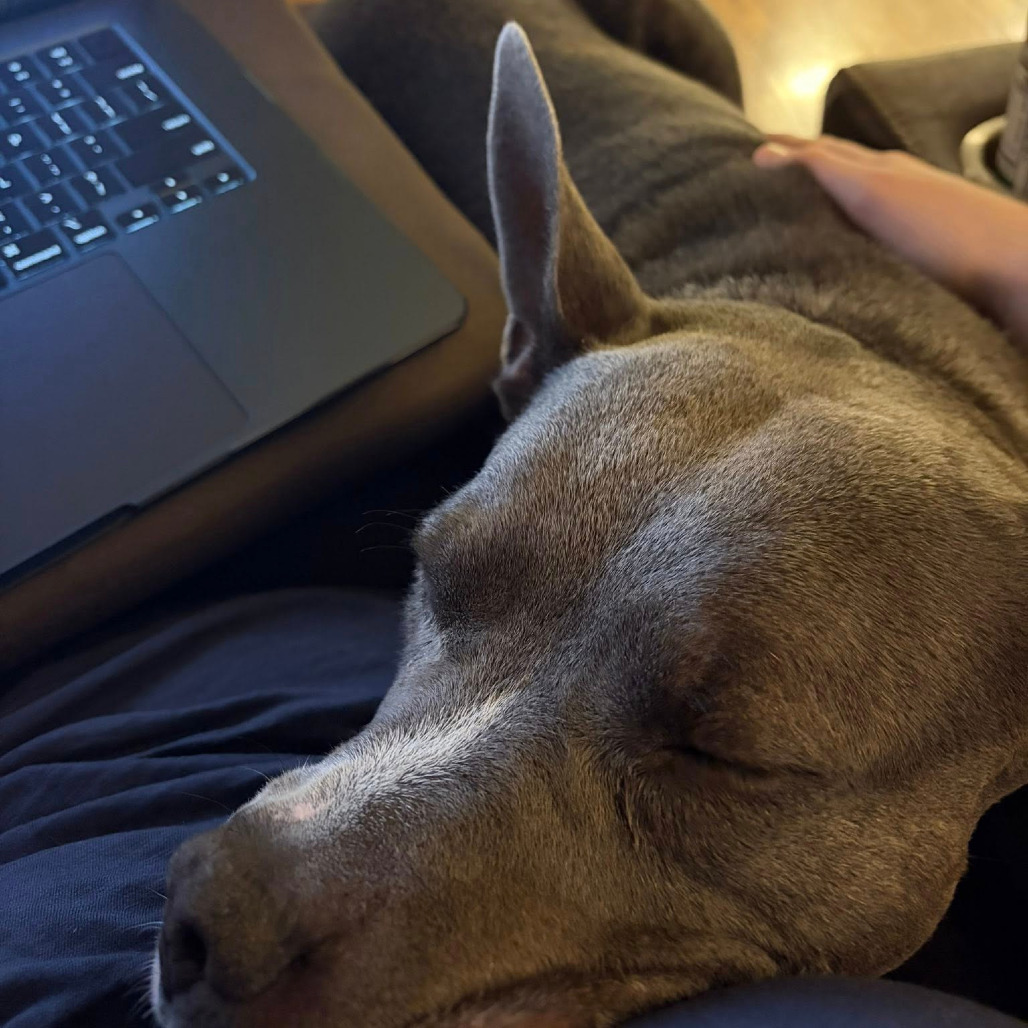 Photo of King Beetle 31