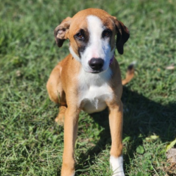 Helga, an adoptable Mixed Breed (Medium)
