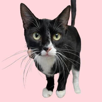  Photo of TUSC-Stray-83100_2