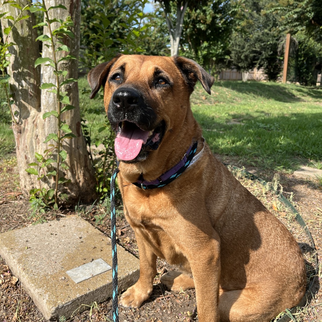 STEPHANIE - Mixed Breed (Medium) available for adoption