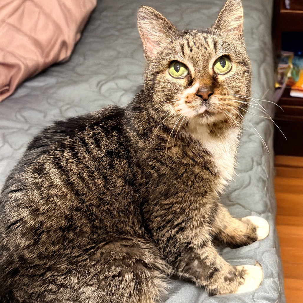 Bacon Bit — thumbnail 7