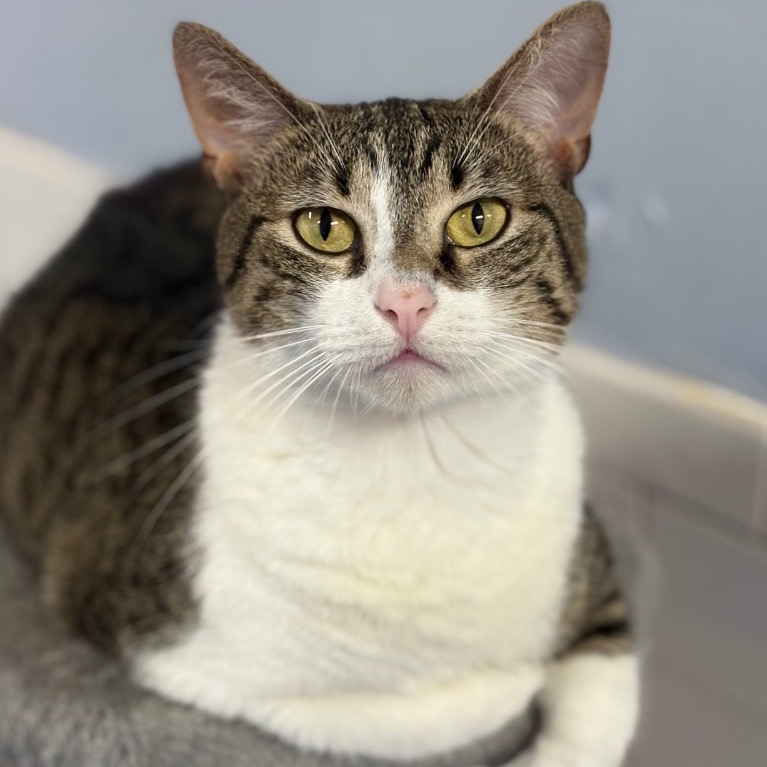 Close-up photo of Tabulous