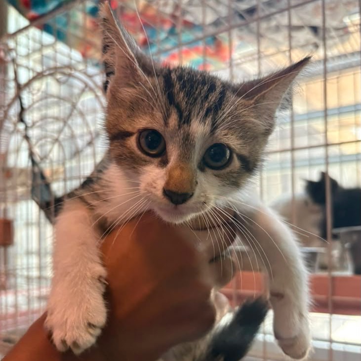 TANGO - Domestic Shorthair / Mix available for adoption